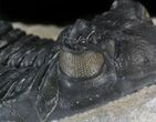 Prone Hollardops Trilobite - Sharp Eye Detail #41840-5